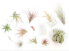 Tillandsia Air Plant Grab Bag of 10 Small & Medium Plants, Fertilizer & Air Plant Mister
