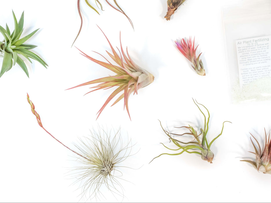 Tillandsia Air Plant Grab Bag of 10 Small & Medium Plants, Fertilizer & Air Plant Mister