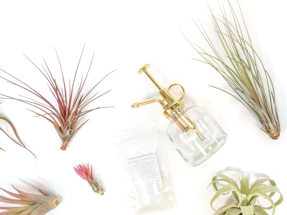 Tillandsia Air Plant Grab Bag of 10 Small & Medium Plants, Fertilizer & Air Plant Mister