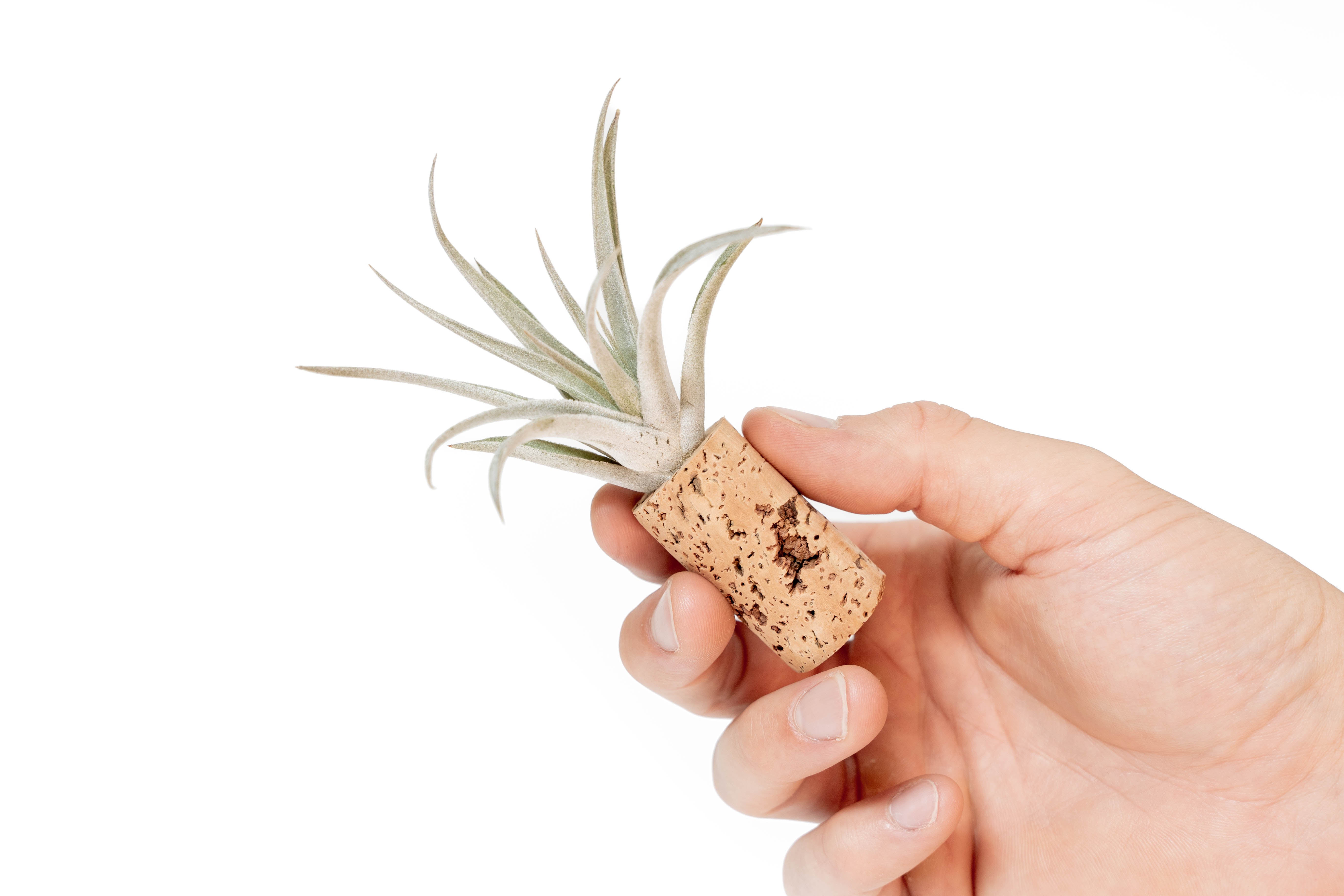 air plant magnet Magnetic Wine Cork with Tillandsia Assorted Air Plant