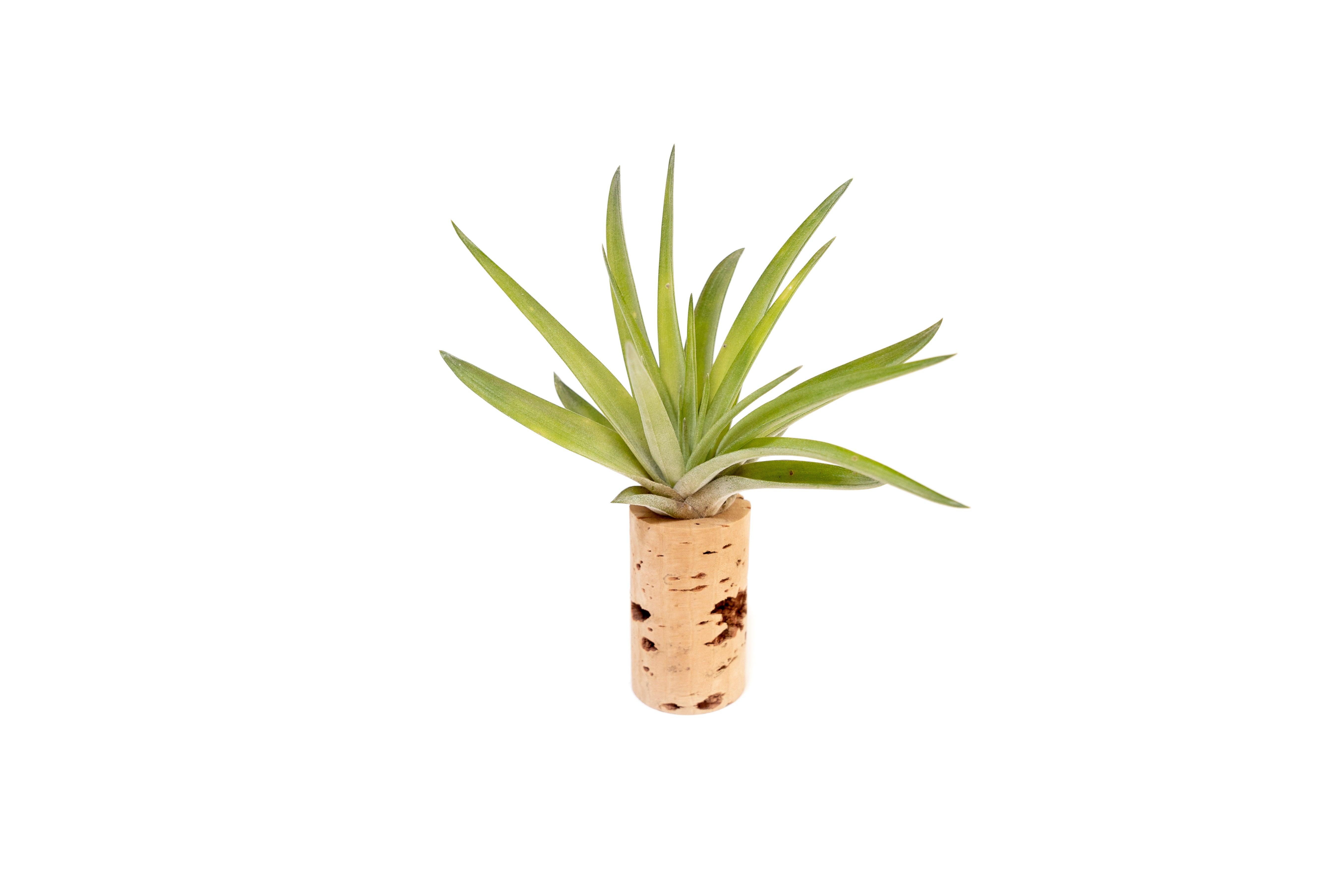 air plant wine cork Magnetic Wine Corks with Assorted Tillandsia Air Plants