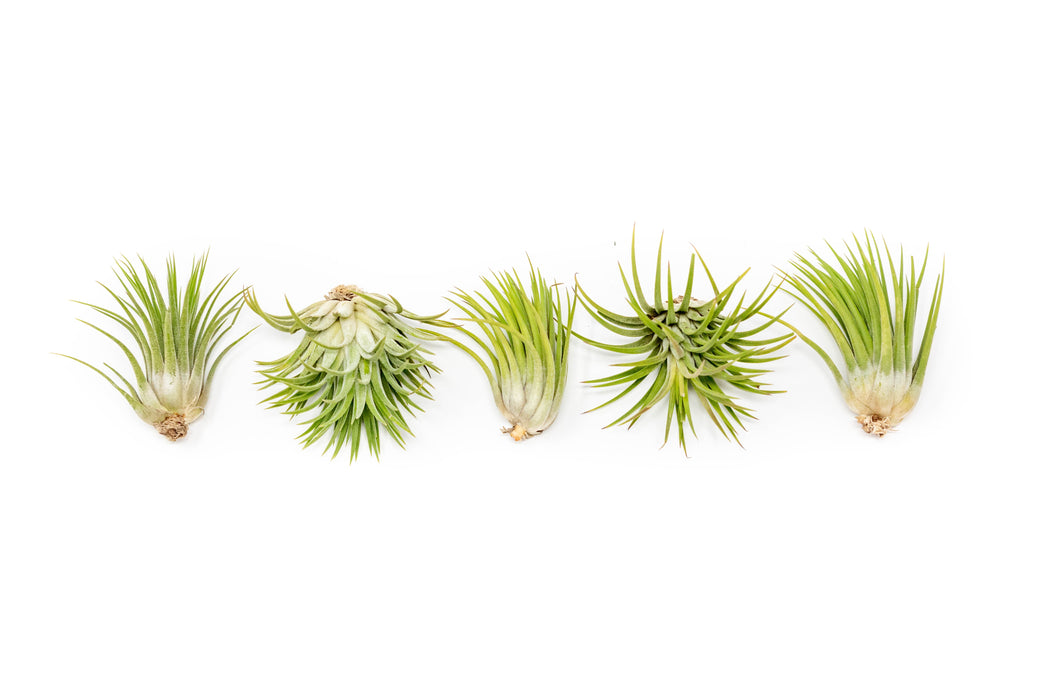 air plants mexico Tillandsia Ionantha Mexican Air Plants