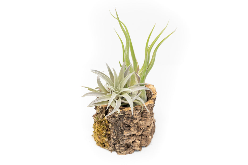 bark plant pot Natural Cork Bark Planters — Ecuagenera USA Corp