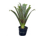 Tillandsia brenneri