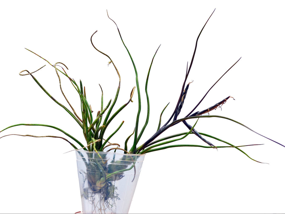 Tillandsia bulbosa