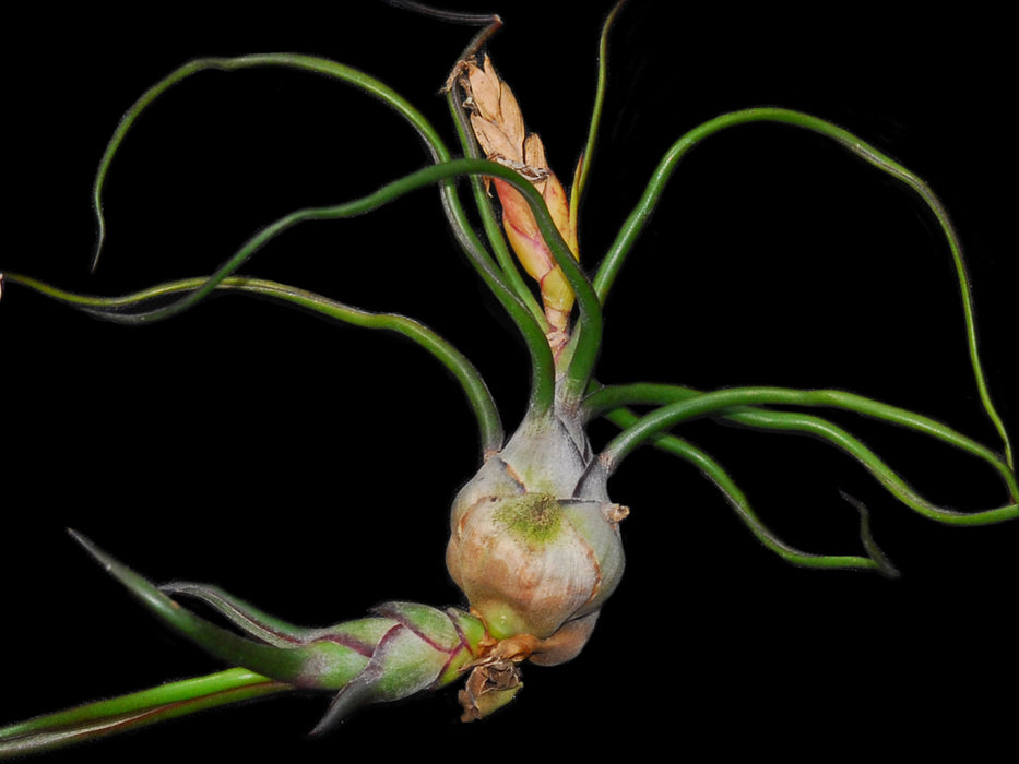 Tillandsia bulbosa