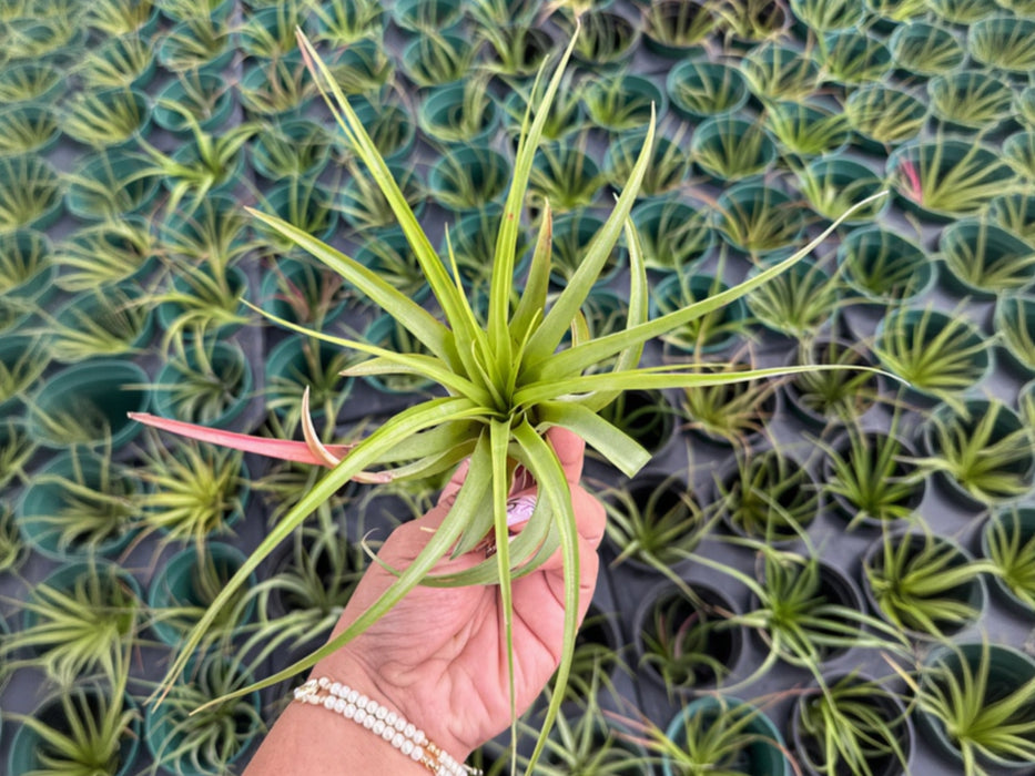 Combo: Tillandsia x 3