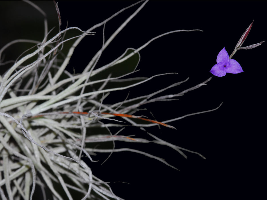 Tillandsia caerulea