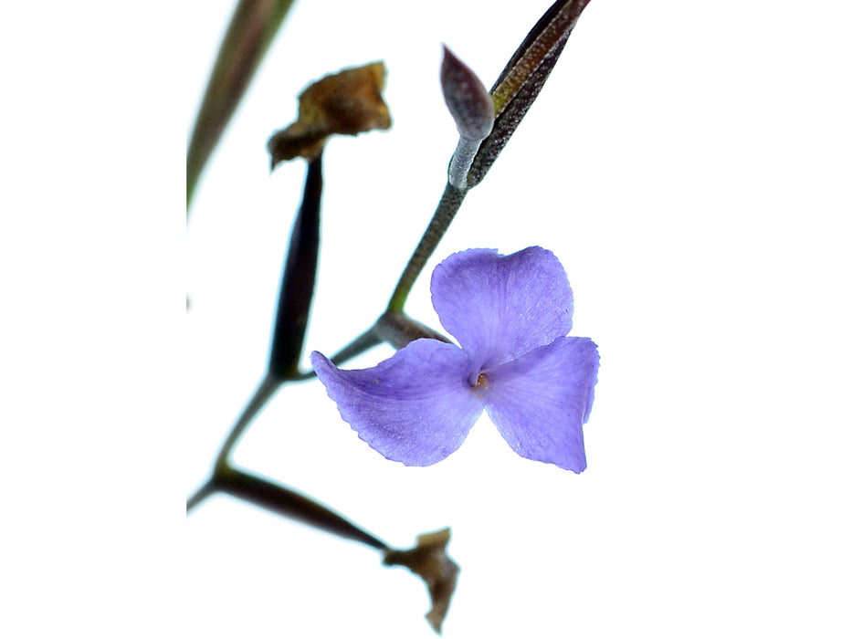 Tillandsia caerulea