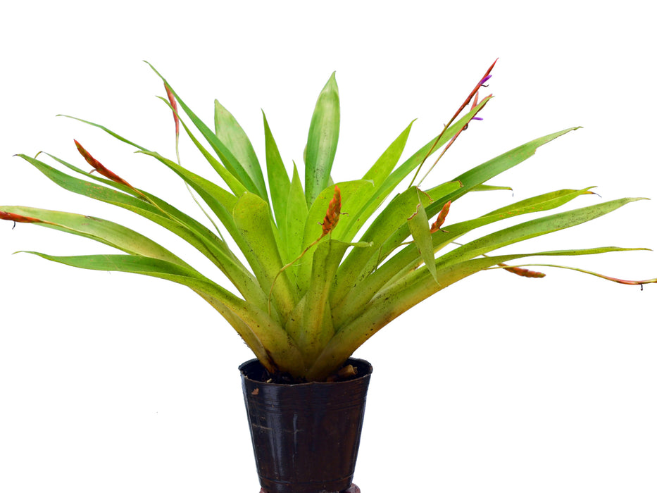 Tillandsia complanata