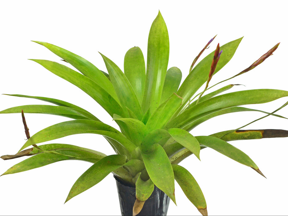 Tillandsia complanata