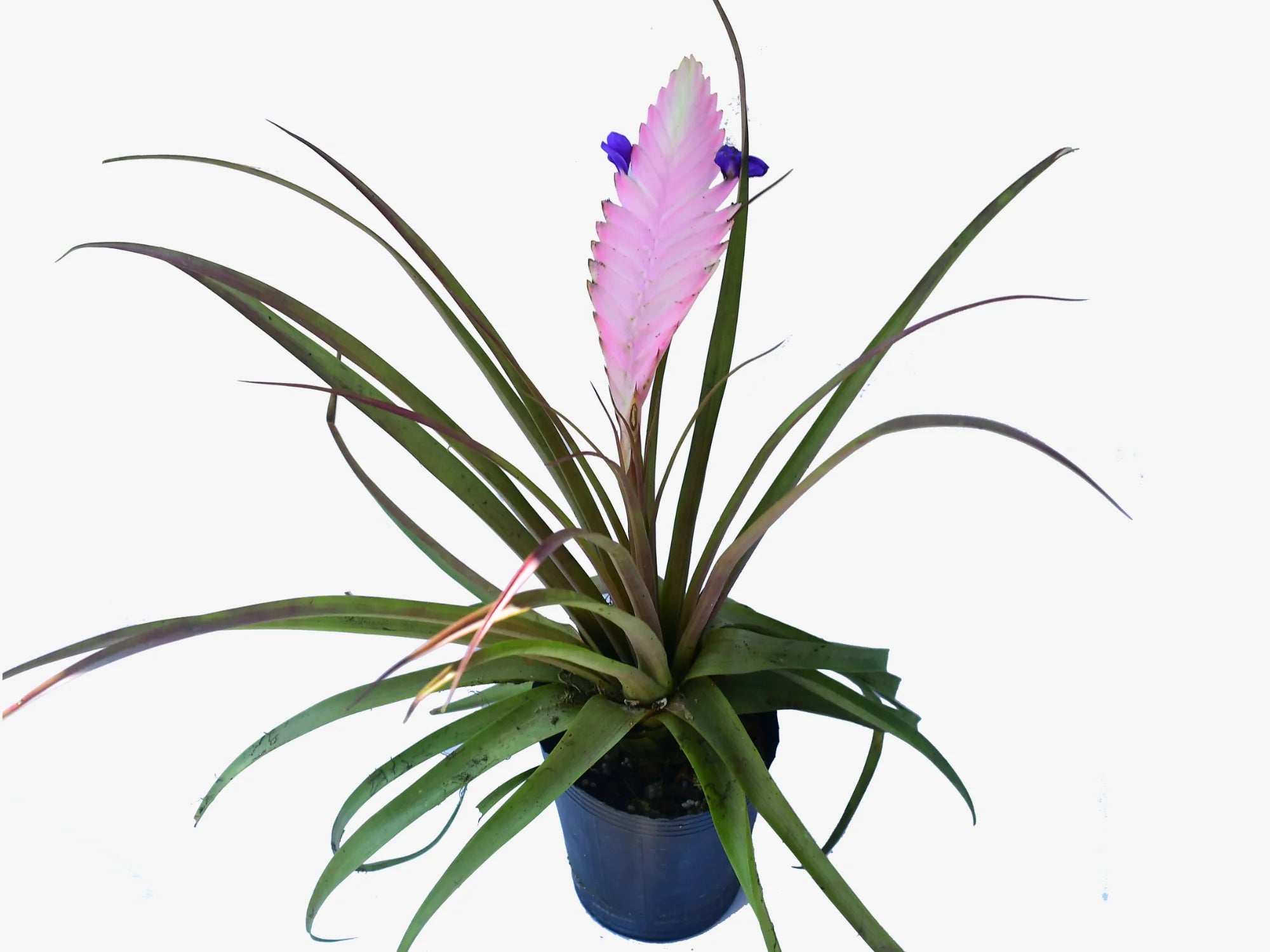 Tillandsia cyanea — Ecuagenera USA Corp