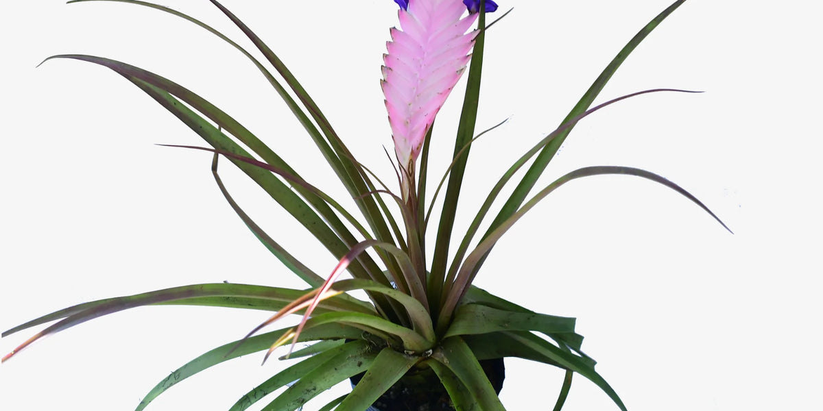 Tillandsia_cyanea_2000x1499_da