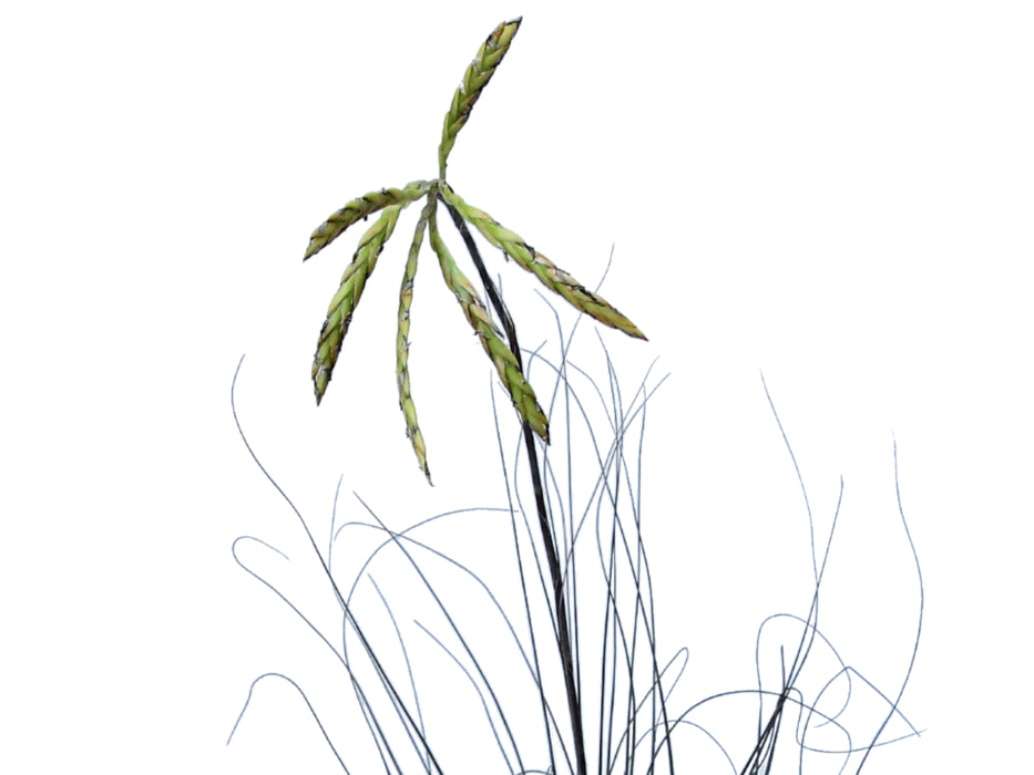 Tillandsia disticha 'Silver'