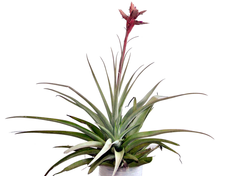 Tillandsia latifolia