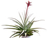 Tillandsia latifolia