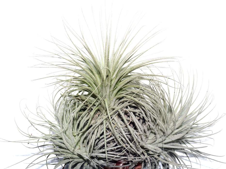 Tillandsia tectorum 'Silver'