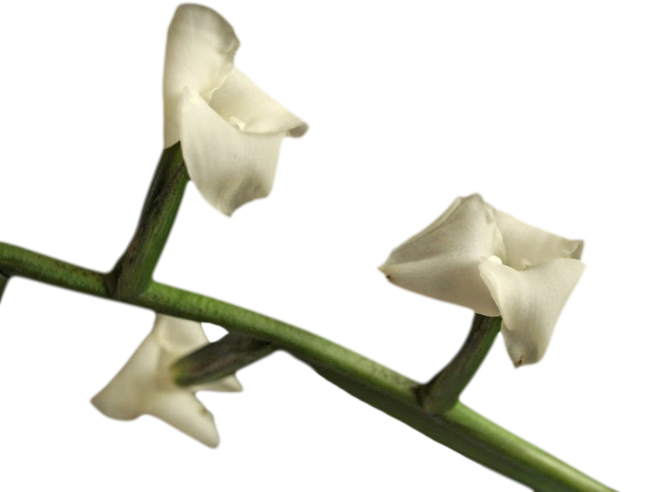 Tillandsia narthecioides