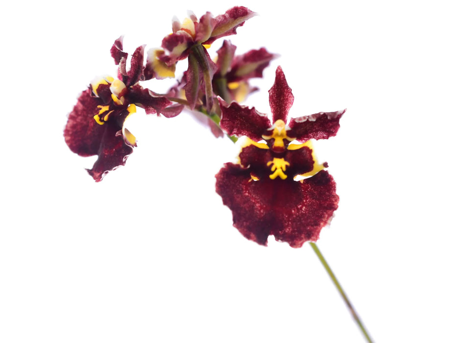 Tolumnia Jairak Firm 'Crimson'