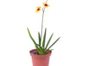 Tolumnia Jairak Flyer 'Lady in Red'
