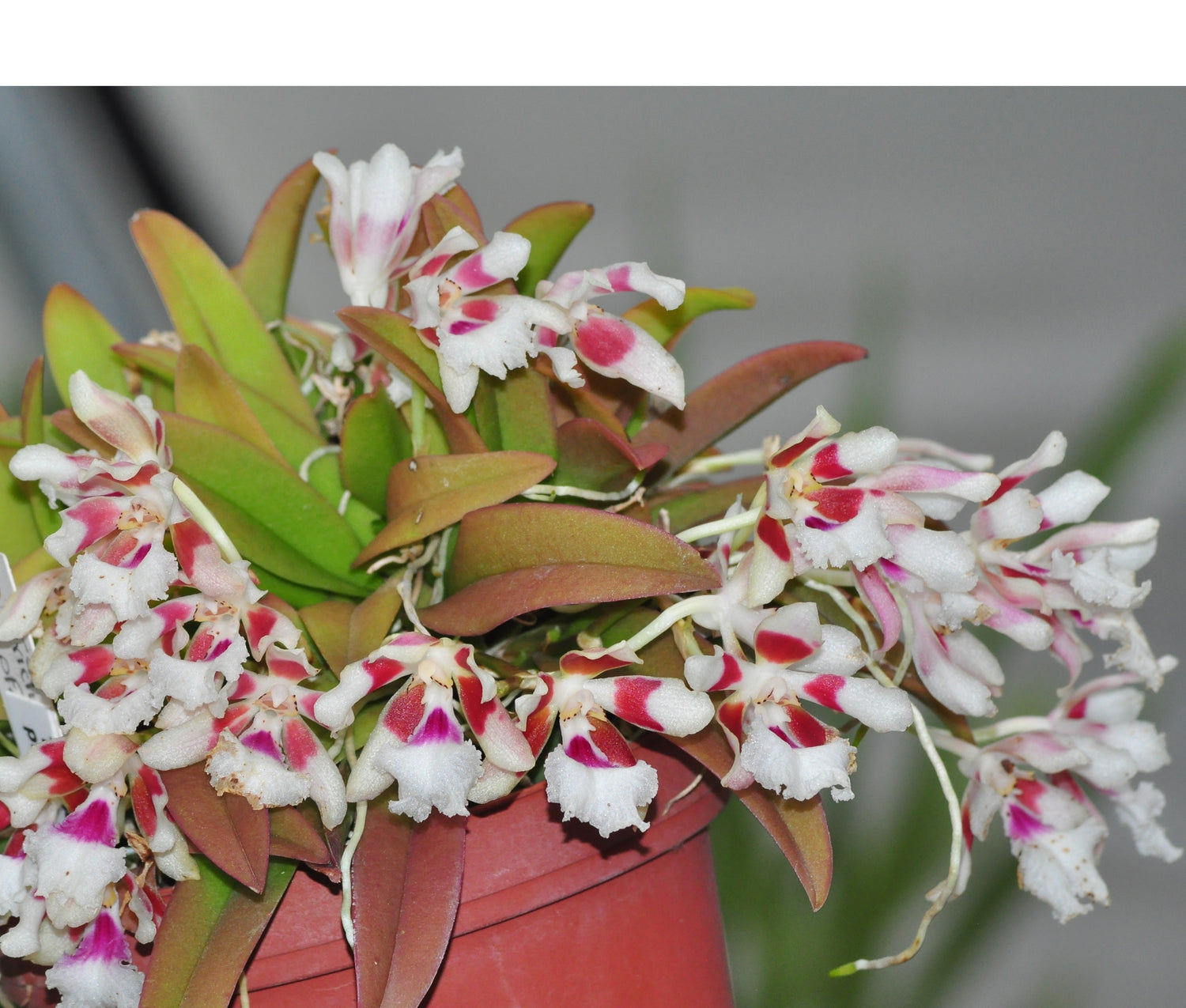 Trichocentrum pfavii