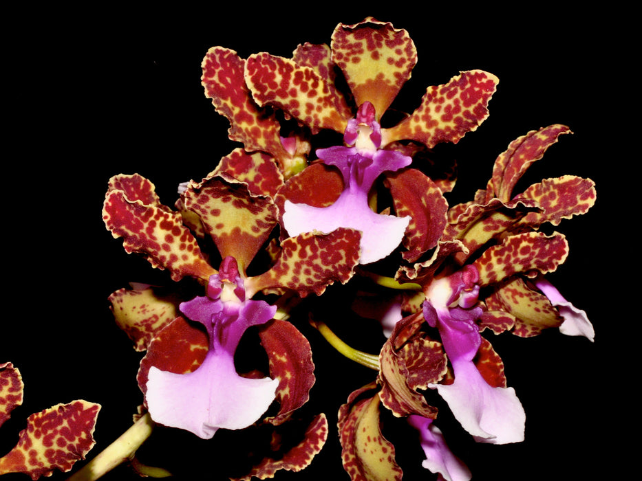 Trichocentrum lanceanum