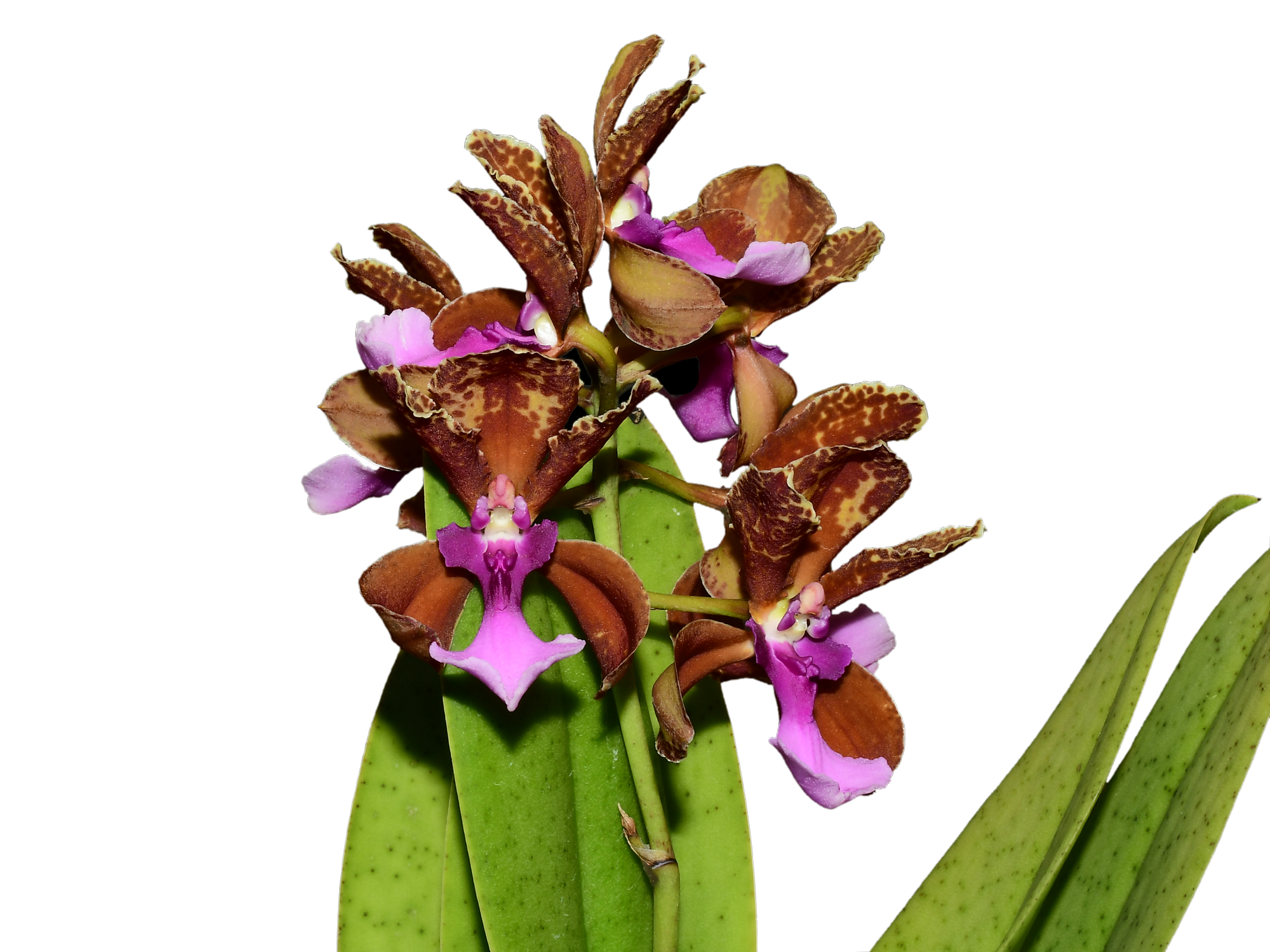 Trichocentrumlanceanum.png?v=