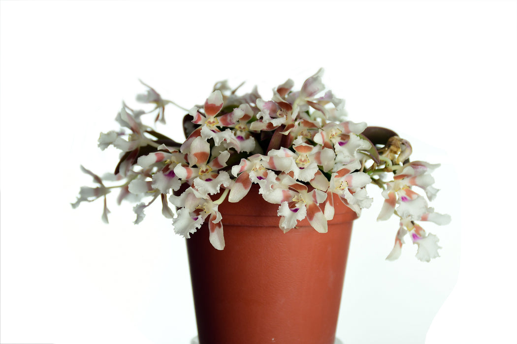 Trichocentrum pfavii