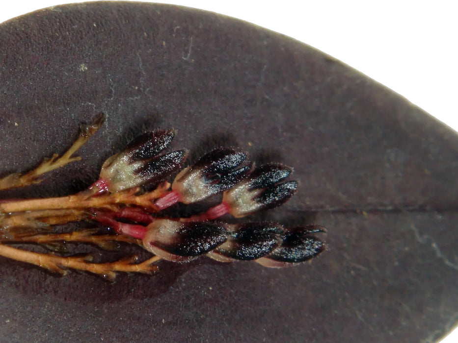 Trichosalpinx memor