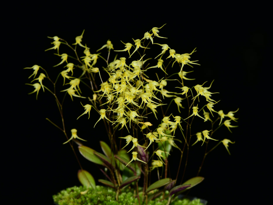 Trichosalpinx pusilla