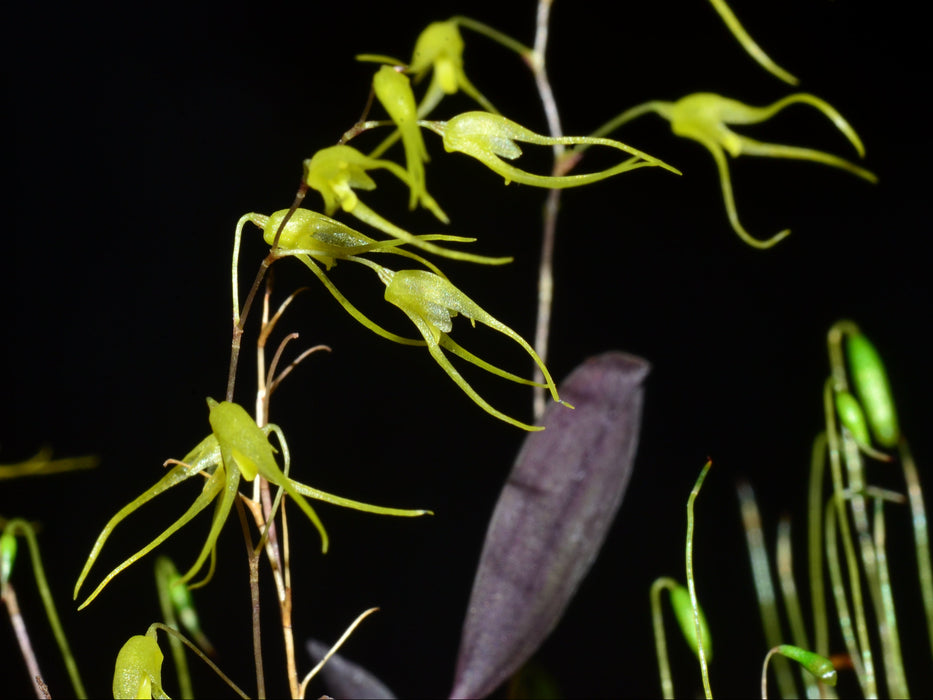 Trichosalpinx pusilla