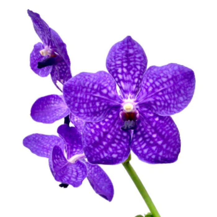 Vanda Pachara Delight