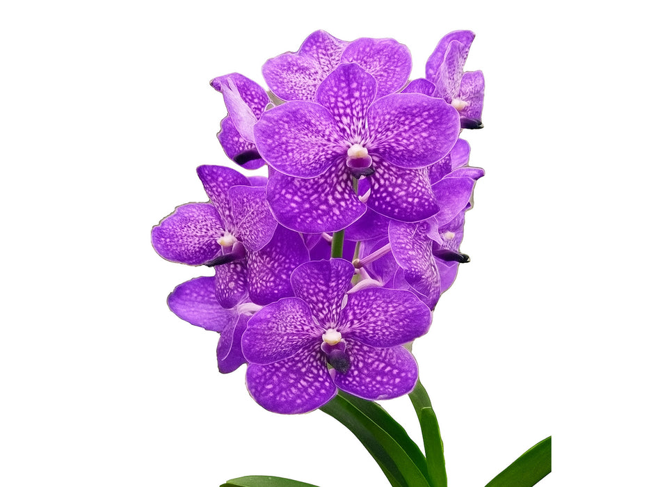 Vanda Chulee x Vanda Somsri Blue Classic