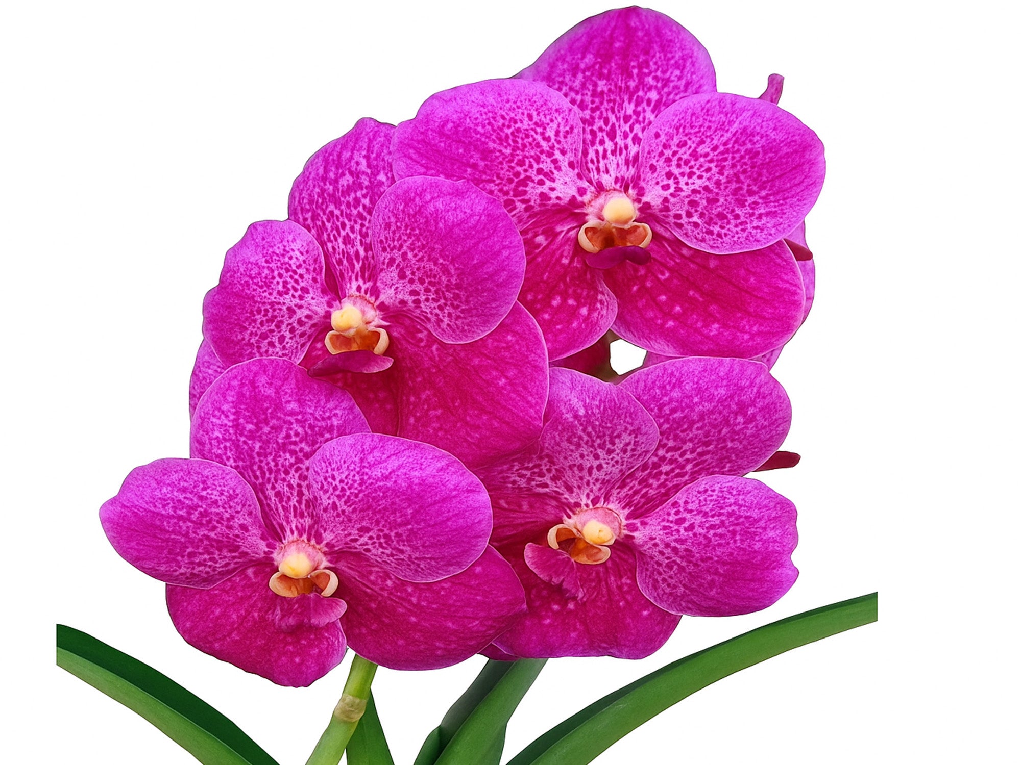 Vanda Dr Anek x (Gordon Dillon x Ponpimol) - Complex Hybrid