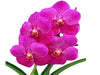 Vanda Dr Anek x Vanda (Gordon Dillon x Ponpimol)