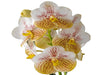 Vanda Edwin Alberto