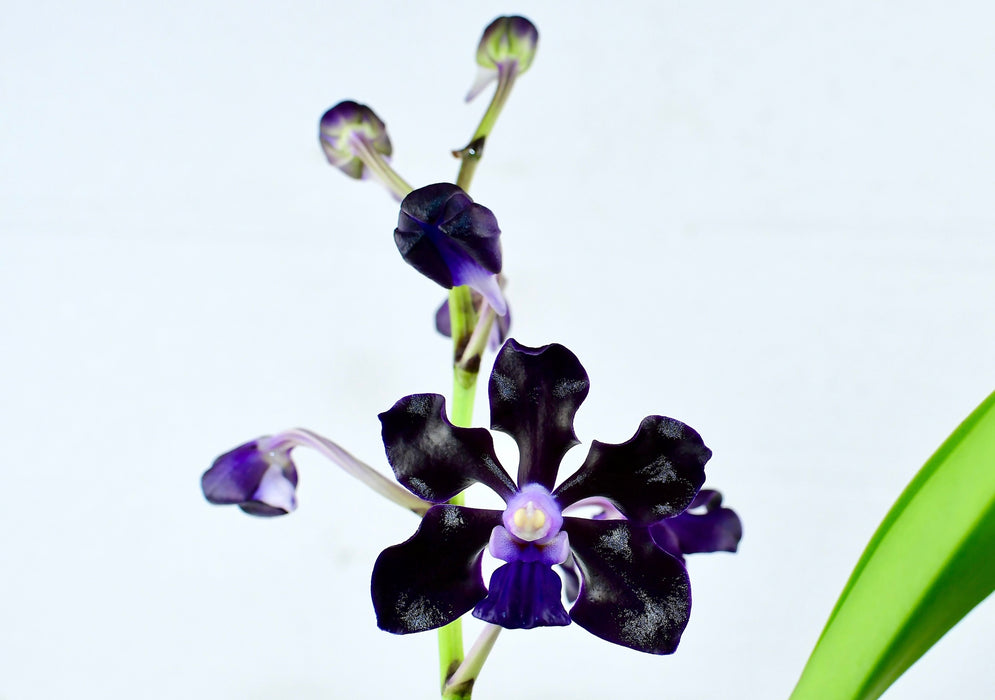 Vanda Jairak Black Knight