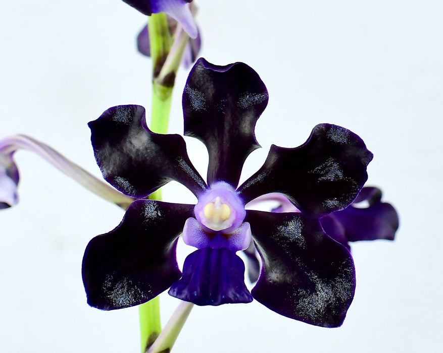 Vanda Jairak Black Knight
