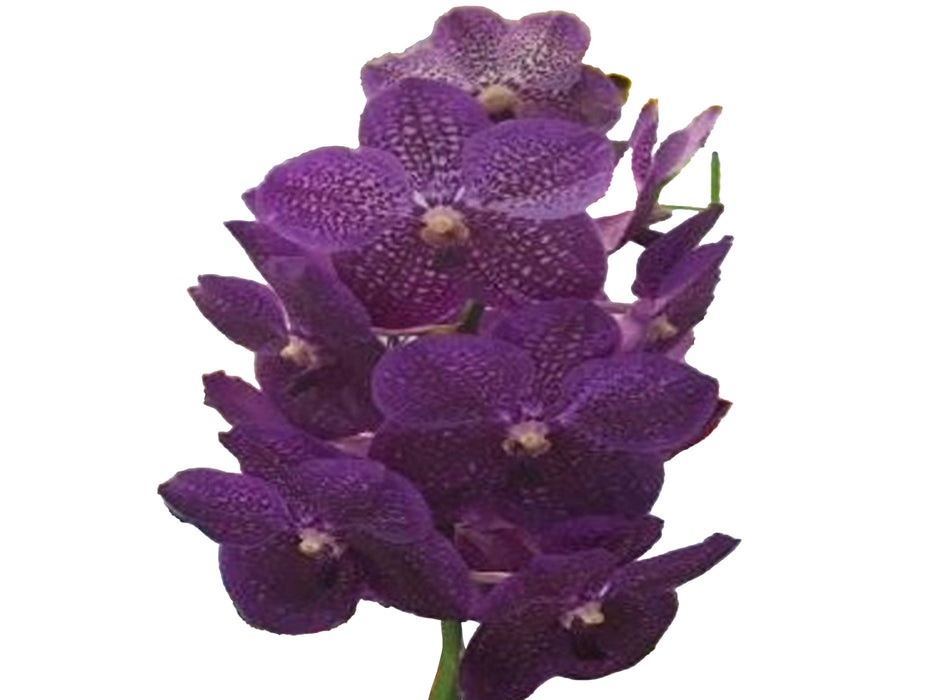 Vanda P37
