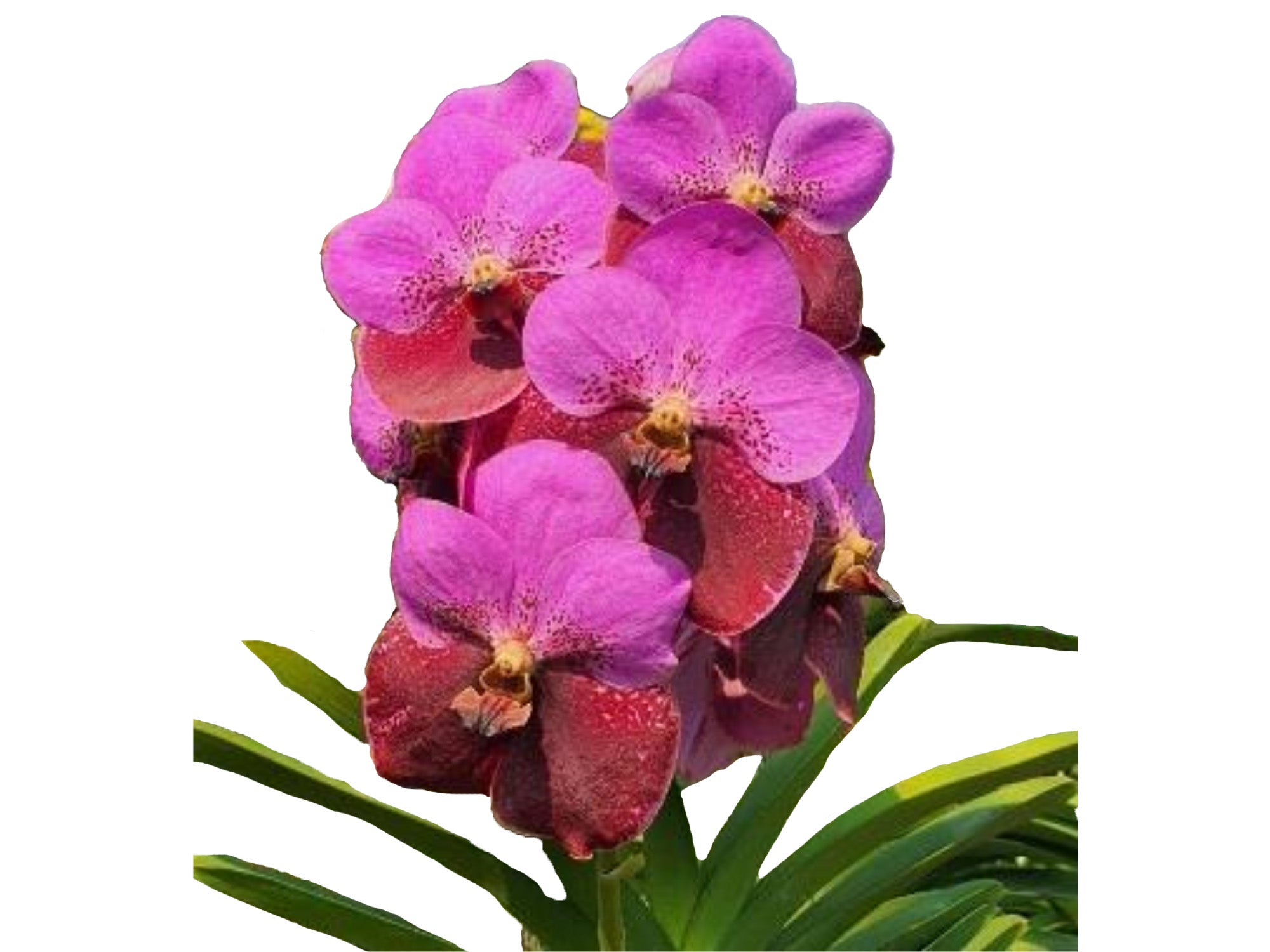 Vanda Suwannaphum 507 — Ecuagenera USA Corp