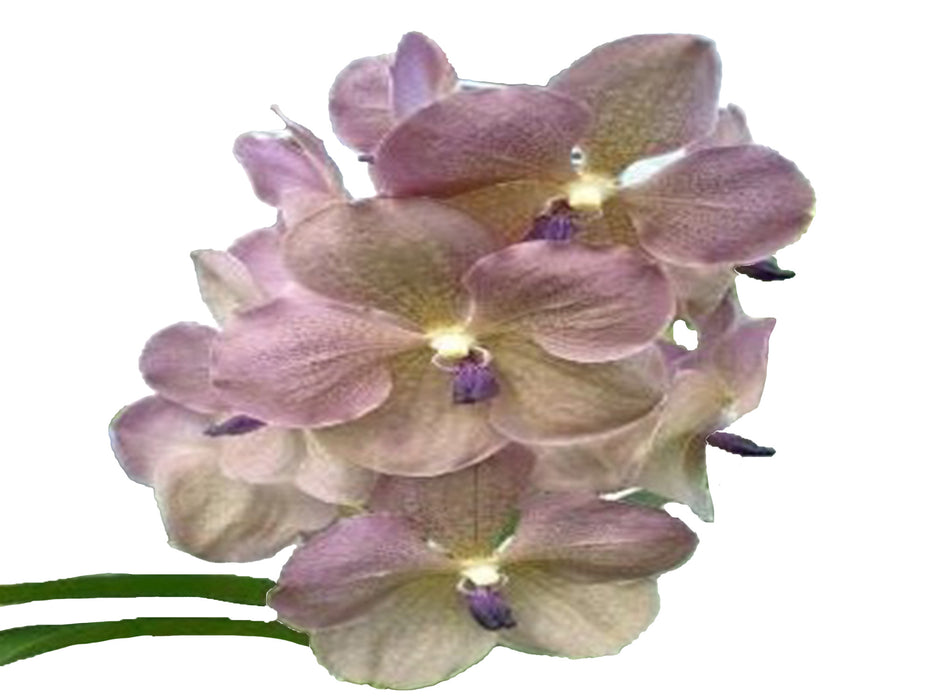 Vanda Ami