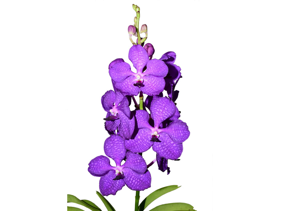 Vanda Beauty Delight x Warut Furitchia
