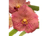 Vanda Bitz's x (V. Panermpai x V. Pirot) wis 109