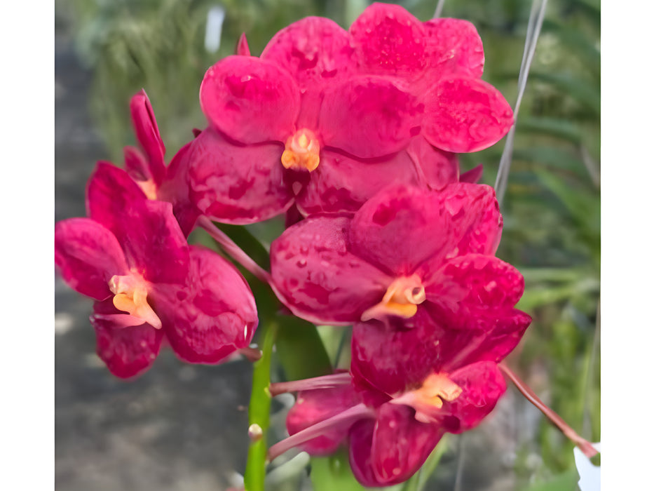 Vanda Boonyarit Beauty