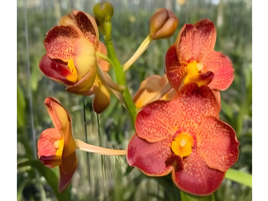 Vanda Brighton Sunset