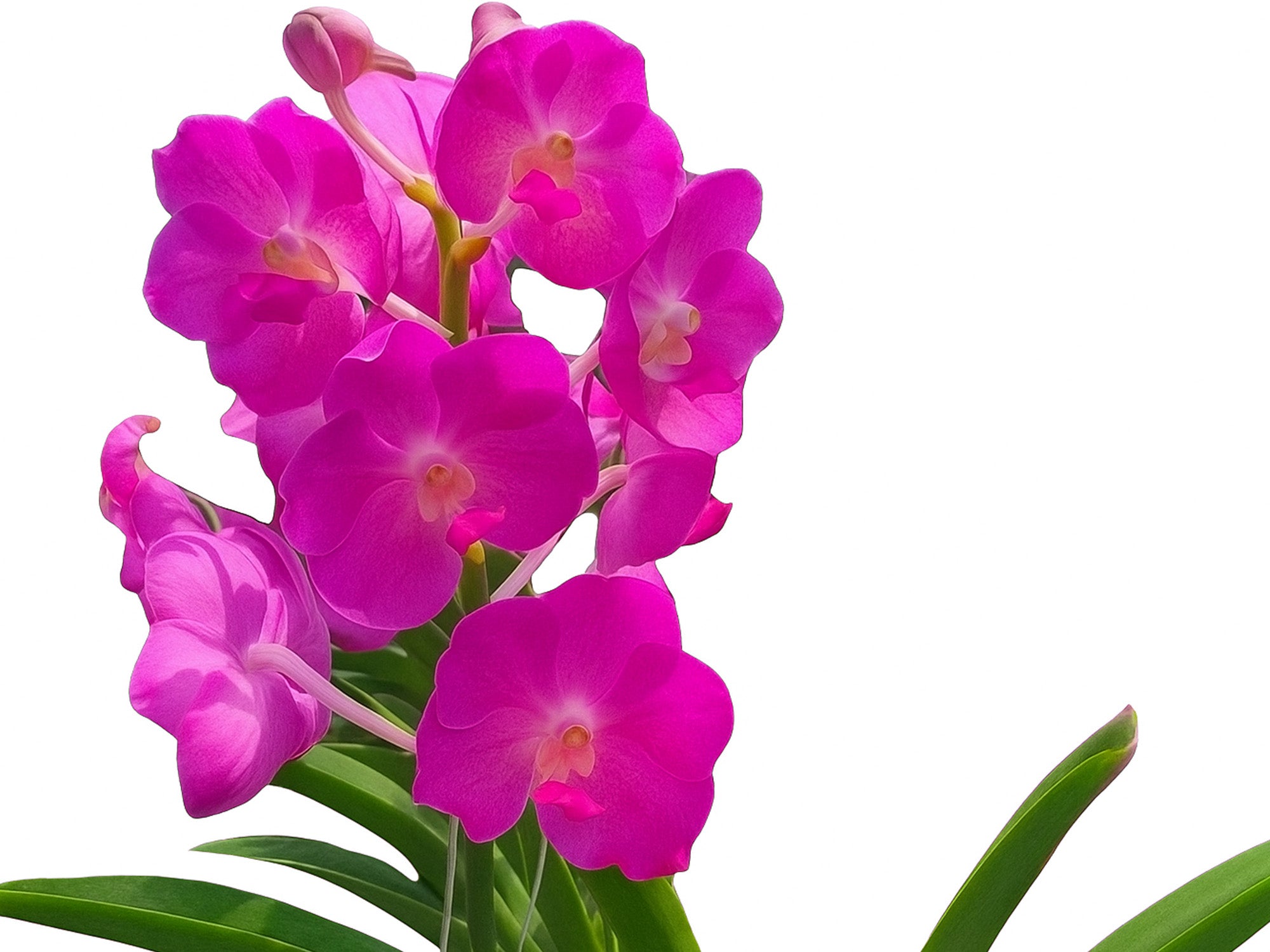 Vanda Brighton Sunset x Pin River - Warm-Toned Orchid Hybrid