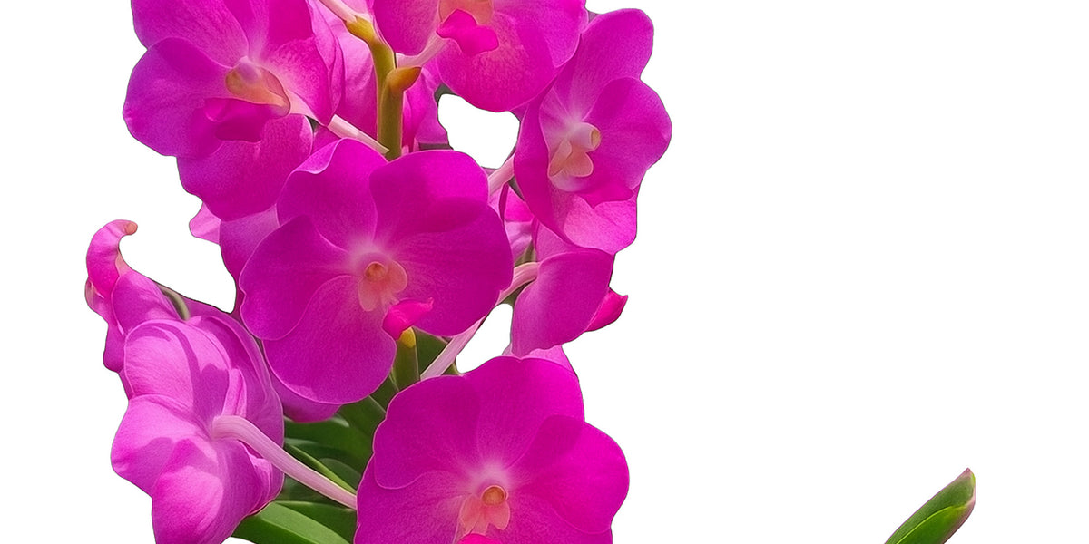 Vanda_Brighton_Sunset_x_Vanda_
