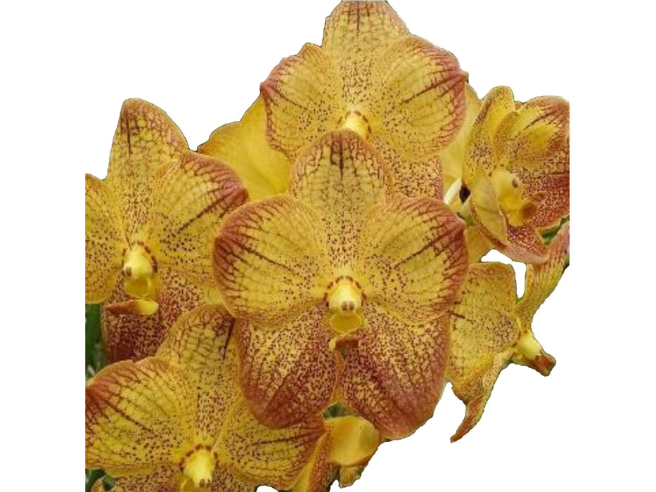 Vanda Chaophraya sapphire x V. Suksamran spot