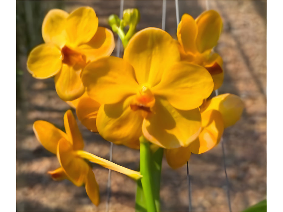 Vanda Chartreuse Gold