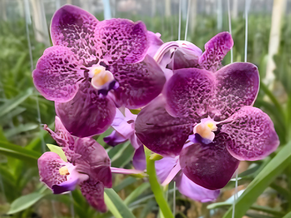 Vanda Corneels Cilliers